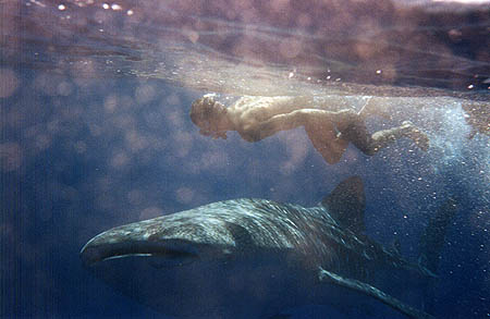 Meeting a Whaleshark