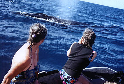 Humpbacks in the Caribbean.