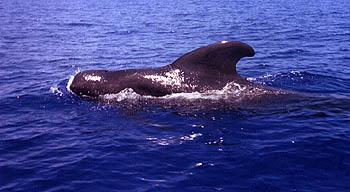 Sun on a pilot whale