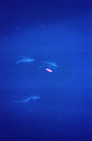 Pink saucer with dolphins