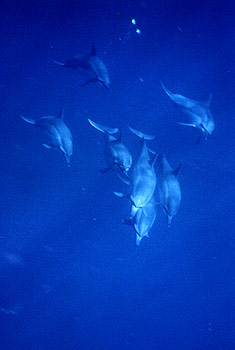 Dolphins