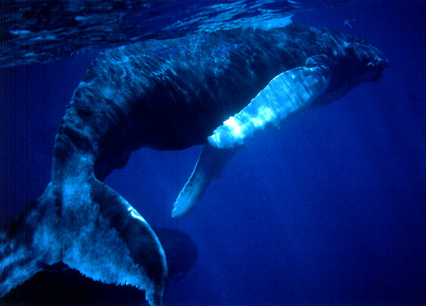 Awesome Humpbacks, ©Lisa Denning