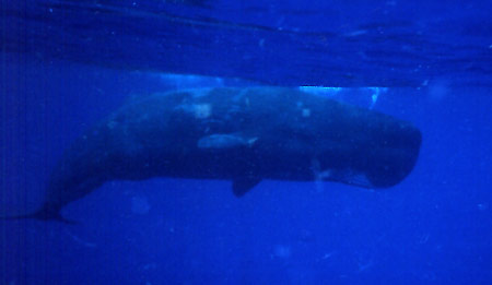 Sperm whale says hello