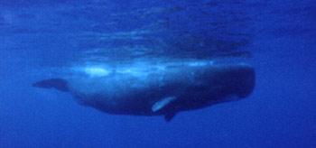 Sperm whale swims by us
