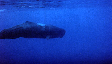 Sperm whale