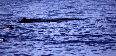 Sperm whale meets swimmers, Hawaii 