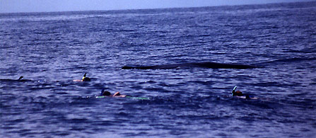 Sperm whale meets swimmers, Hawaii 