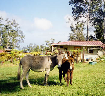 Donkeys