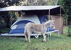 Joan's tent