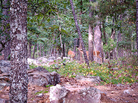 Deer in the woods