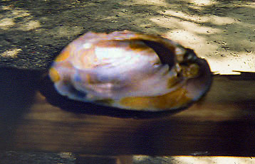 Shell gift