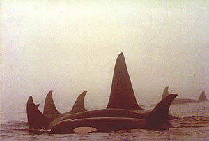Orcas in the mist