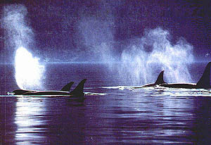 Orcas at rest