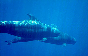 The Pilot Whales of Hawaii are majestic. Dolphin Connection. All rights reserved.
