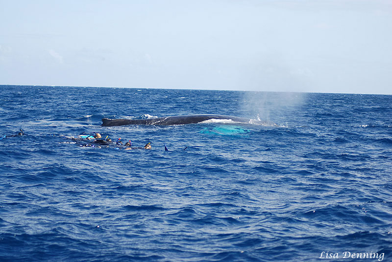 Joan's 2013 Meeting with the Humpback Whales