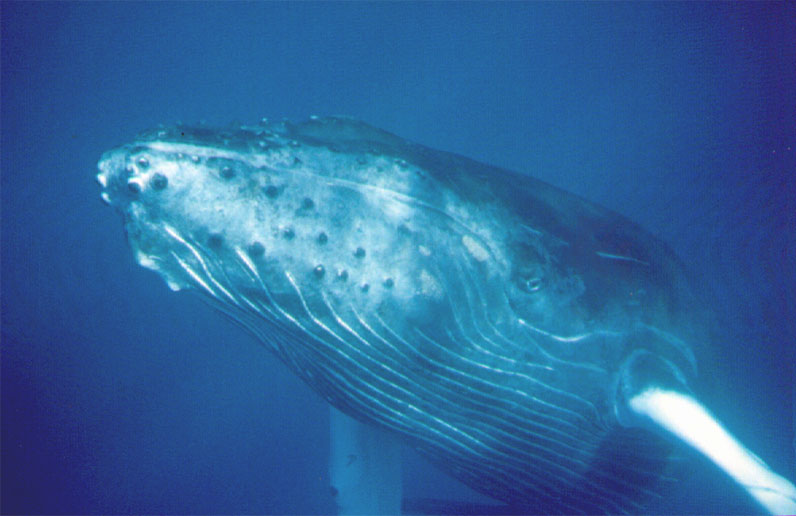 &COPY;Joan Ocean, Dolphin Connection.  All Rights Reserve