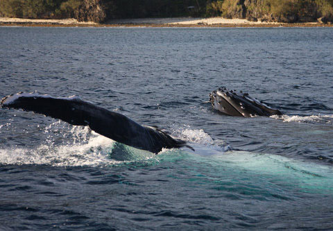 HUMPBACK WHALES OF THE SOUTH PACIFIC